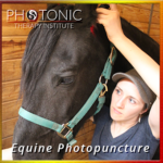 Equine Photopuncture - acupuncture with light