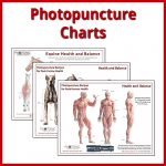 Buck Kneed – Palmer Flexion – Equine – Members – Photonic Therapy Institute